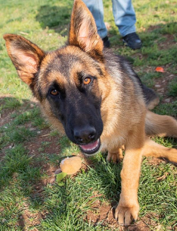 Noemi, pastore tedesco disabile; adozione del cuore Foto 3